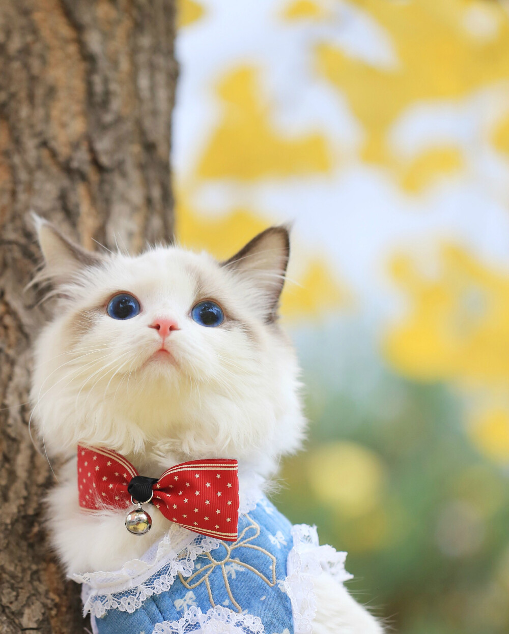 小狐狸郭斯特猫咪萌