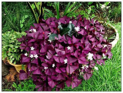 紫叶酢浆草（Oxalis triangularis cv.purpurea）是酢浆草科（Oxalidaceae）酢浆草属（Oxalis）多年生宿根草本植物，原产于热带美洲和非洲南部，为我国近年来引进的园艺栽培新品种。