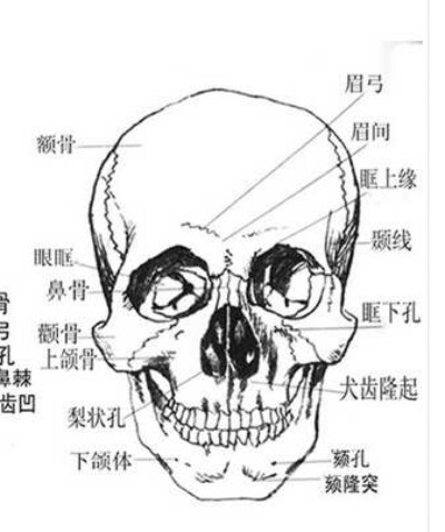 绘画人物骨骼线稿素材