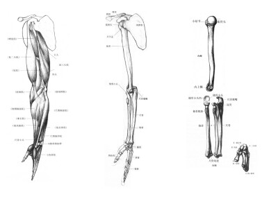 绘画人物线稿素材漫画手绘骨骼手臂