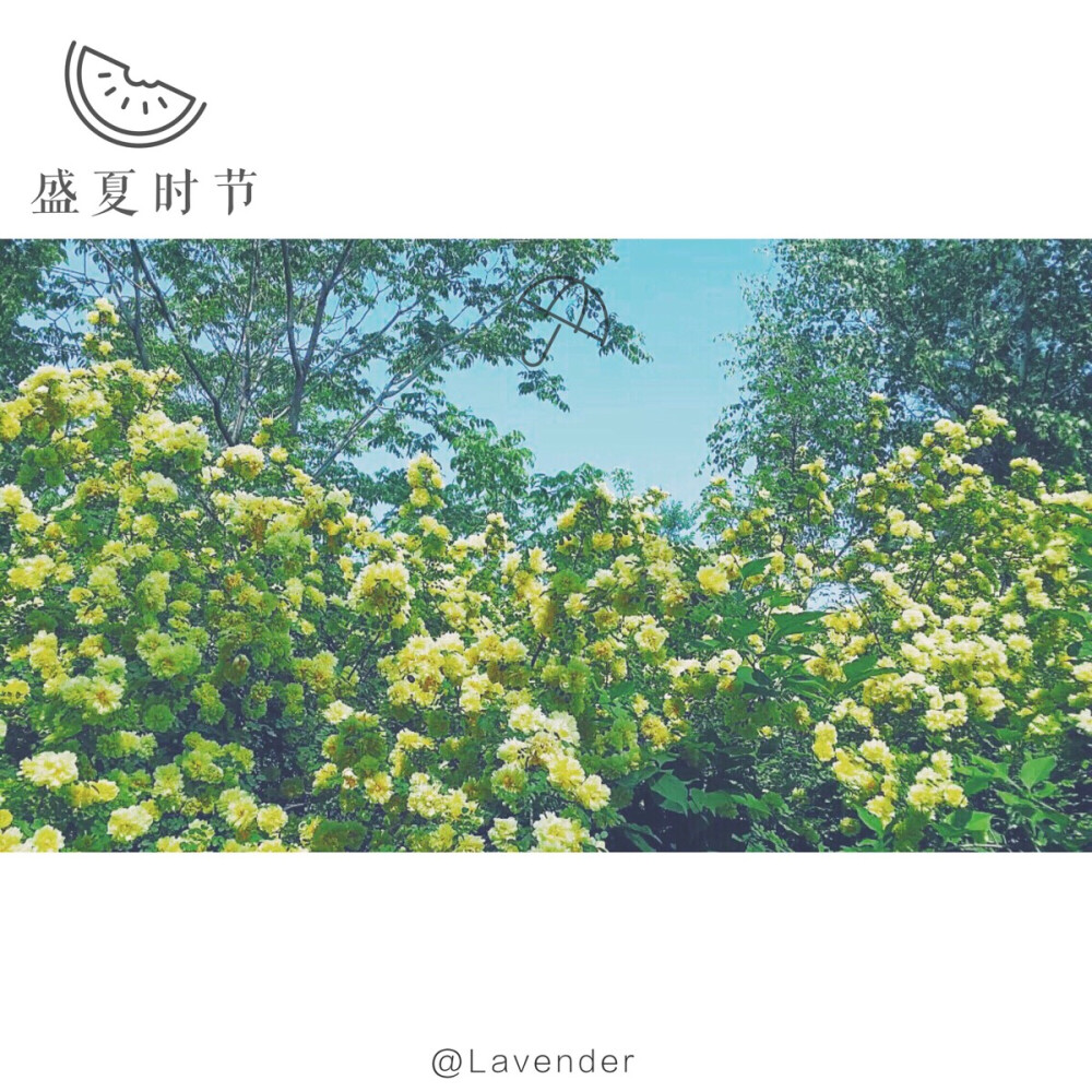 记忆中清新，平淡，温暖的夏天