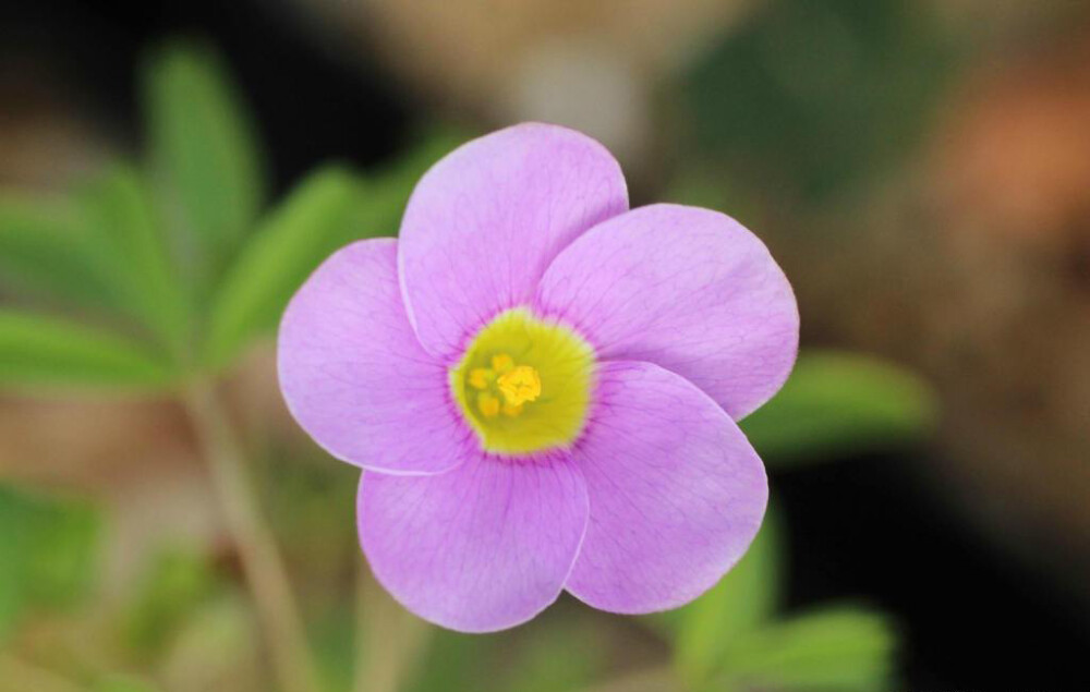 Oxalis ciliaris 'Sky Blue' 天蓝酢浆草，酢浆草科酢浆草属。