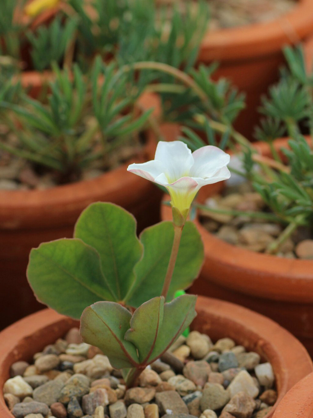 Oxalis flava 'large' “大宽叶”长爪酢浆草，酢浆草科酢浆草属。