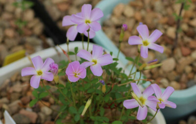 Oxalis fragrans 夜香酢浆草，酢浆草科酢浆草属。