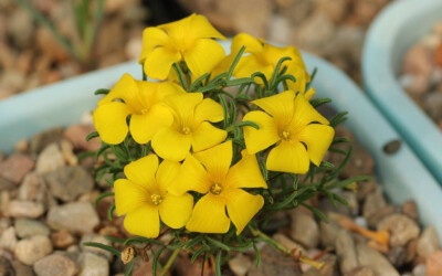 Oxalis meisneri 梅斯纳里酢浆草，酢浆草科酢浆草属。