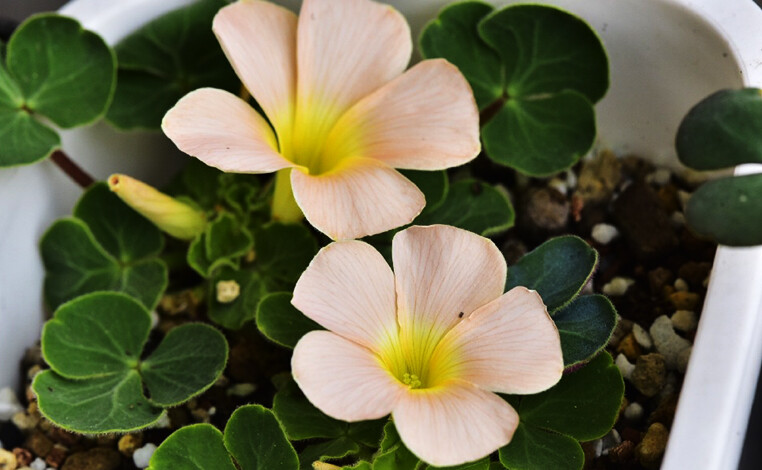 Oxalis pulchella var. tomentosa 绒毛丽花酢浆草，酢浆草科酢浆草属。