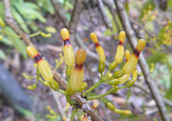 Macrosolen sp. ，桑寄生科鞘花属。