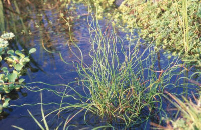 Juncus effusus 'Spiralis' 螺旋灯芯草 ，灯芯草科灯心草属。就像是大型的“弹簧草”，不过虽然螺旋度很高但是株型很不整齐，效果不太理想。另外科名是“灯芯”属名却是“灯心”种名又是“灯芯”，没有统一用字啊...…