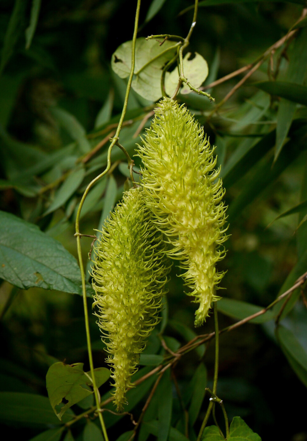 Cynanchum corymbosum 刺瓜 ，夹竹桃科（萝藦科）鹅绒藤属。真·刺瓜，相比起来别名也叫“刺瓜”的黄瓜真是弱爆了。