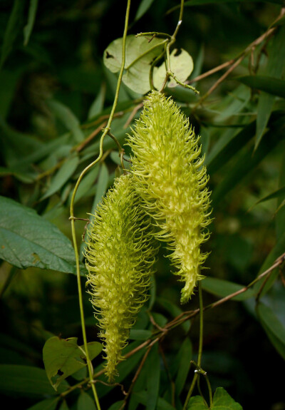 Cynanchum corymbosum 刺瓜 ，夹竹桃科（萝藦科）鹅绒藤属。真·刺瓜，相比起来别名也叫“刺瓜”的黄瓜真是弱爆了。