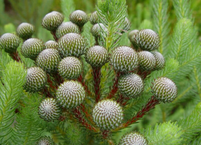 Brunia albiflora 白绒球花（白球花），绒球树科绒球树属。也有叫这个科“鳞叶树”的，因为叶片呈细小的鳞片状。