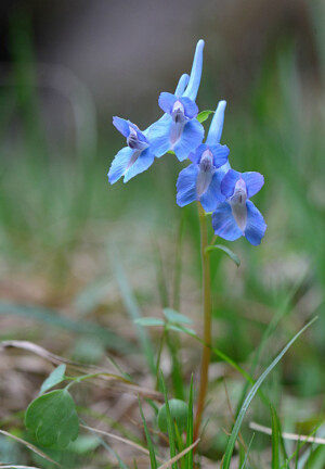 Corydalis caudata 小药八旦子，紫堇科紫堇属。