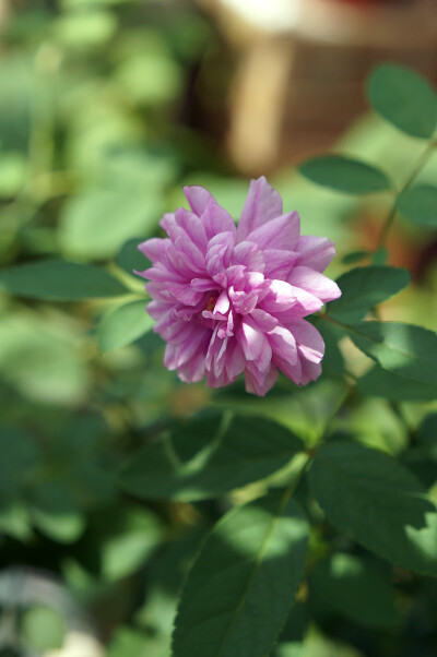 甜蜜马车初花