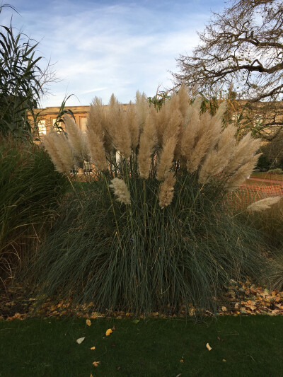 第七天 牛津大学一日游。The Botanic Garden