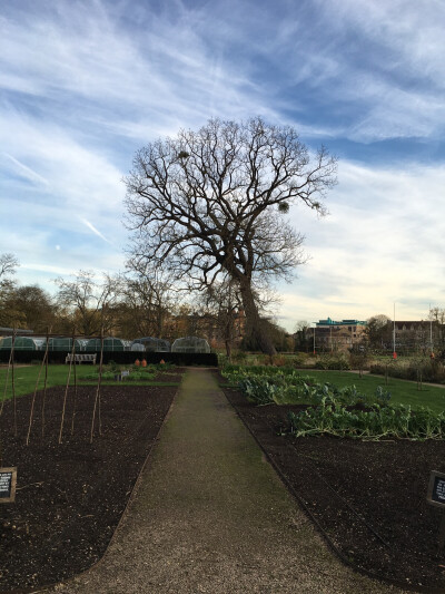 第七天 牛津大学一日游。The Botanic Garden