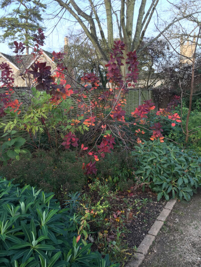 第七天 牛津大学一日游。The Botanic Garden