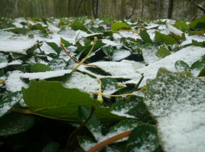 庄儿里下雪了