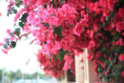 足球场的校花三角梅