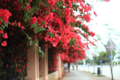 开在转角的校花三角梅 你孤芳不自赏