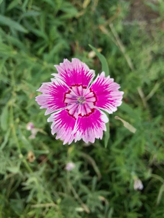 石竹，石竹科石竹属。别名：洛阳花、石柱花。 多年生草本。茎丛生，高30～50cm，直立或基部匍匐，节膨大。叶线状披针形，长3～5cm，宽3～5mm，先端渐尖，基部狭窄成聚伞花序；小苞片4～6，广卵形，先端尾状渐尖，长约为萼筒的1/2；萼圆筒形，先端5裂；花瓣鲜红色、白色、粉红色，边缘有不整齐的浅锯齿，喉部有斑纹或疏生须毛。蒴果包于宿萼内。种子扁卵形，灰黑色，边缘有狭翅。花期5～9月，果期8～10月。 生于山地、田边或路旁。分布全国，主产河北、四川、湖北、湖南、浙江、江苏。