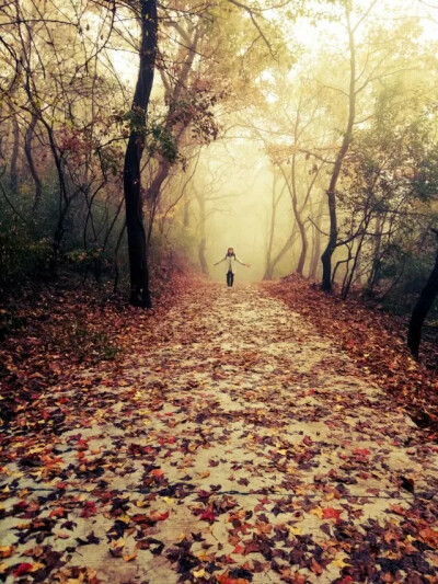 壁纸 秋天 落叶 超级美丽 意境 头像 --来自你好大阳