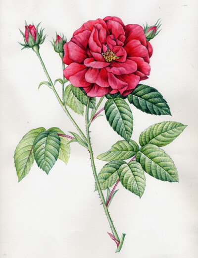 手工 水彩 植物 绘画 画画 玫瑰 家居 艺术