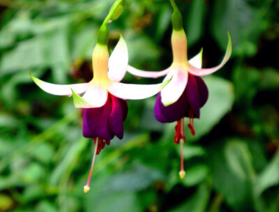 生日花 堆糖 美图壁纸兴趣社区