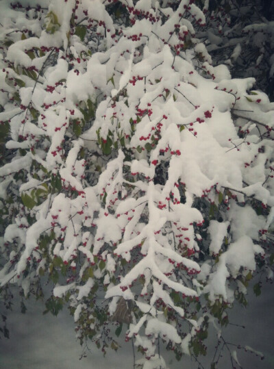 天津的小雪节气