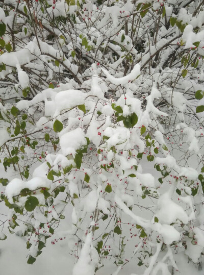 雪景