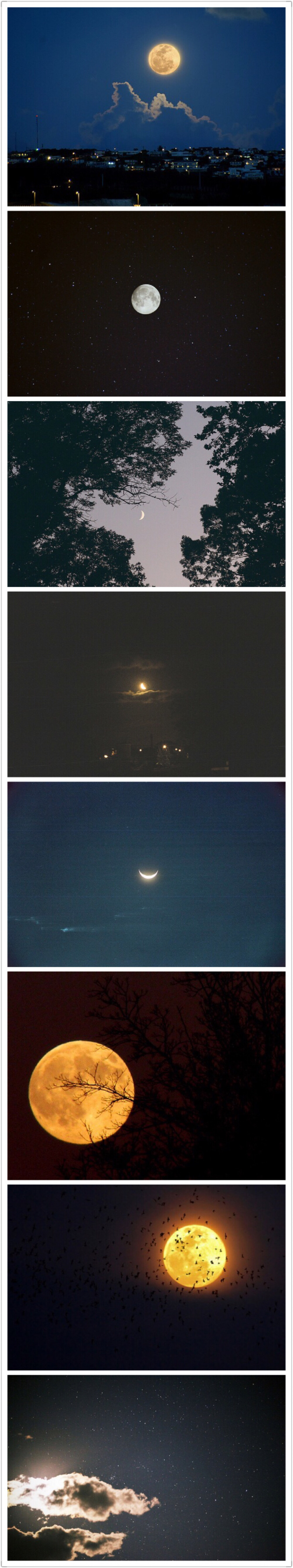 一轮孤月下一棵孤独的树这是一种不可企及的妩媚