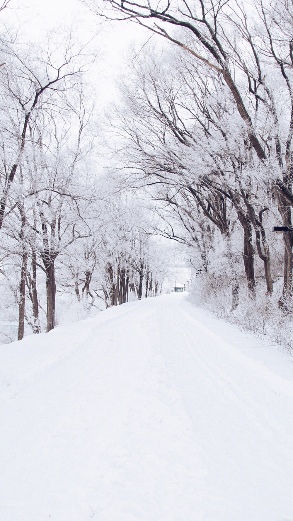 大雪