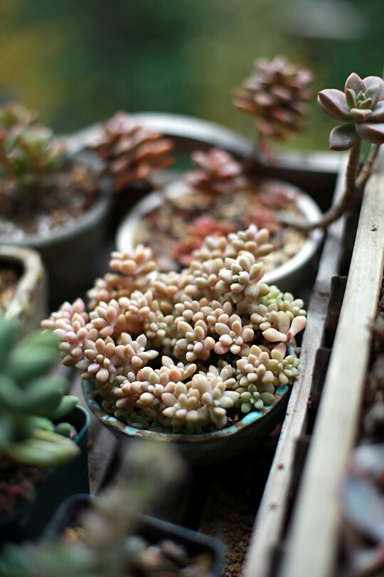 多肉植物，阳台花园。