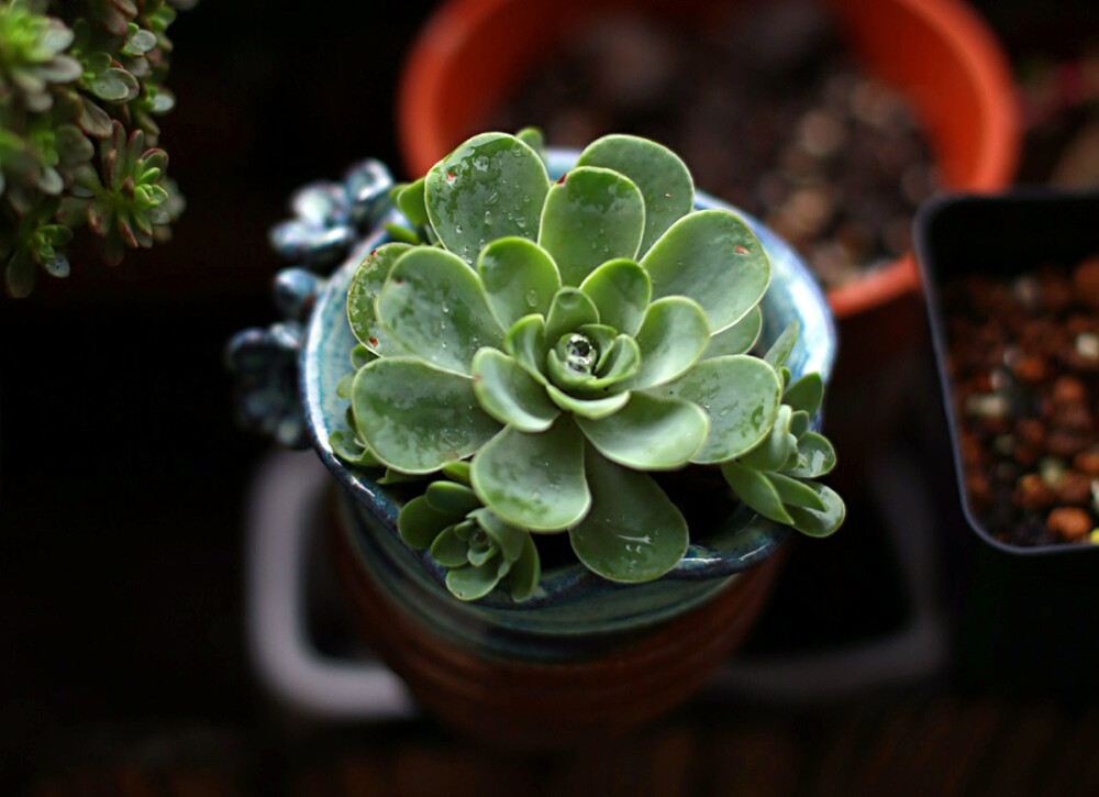 多肉植物，阳台花园。（山地玫瑰）