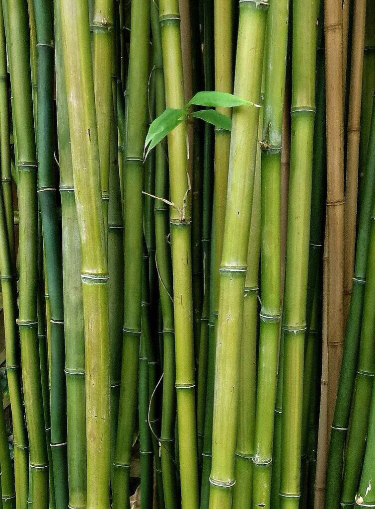 【未出土时先有节 到凌云处仍虚心】