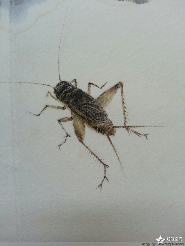 国画中的昆虫画技