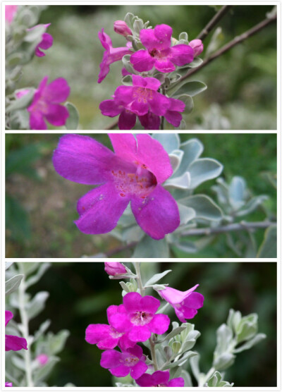 红花玉芙蓉 学名：Leucophylum frutescens 为玄参科玉芙蓉属植物。