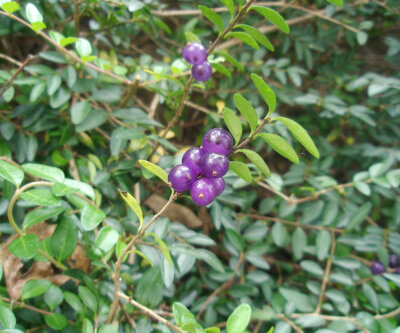 匍枝亮绿忍冬（学名：Lonicera nitida‘Maigrun’）为忍冬科忍冬属的植物，匍枝亮叶忍冬系园艺品种，由国外培育。主要特点是四季常青，叶色亮绿，生长旺盛，萌芽力强，分枝茂密，极耐修剪。