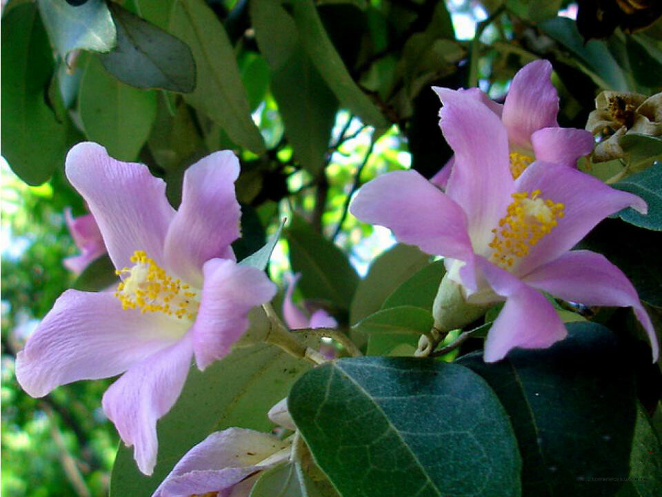 黄心紫花--锦葵科蜜源葵属Lagunaria