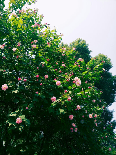 花开芙蓉，芙蓉花开