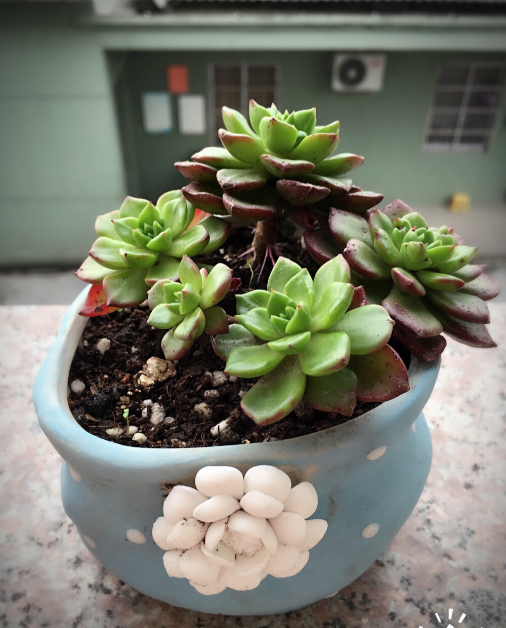 多肉！萌萌哒……