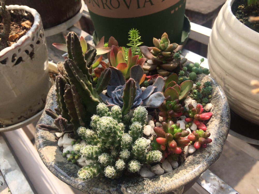 多肉！萌萌哒……