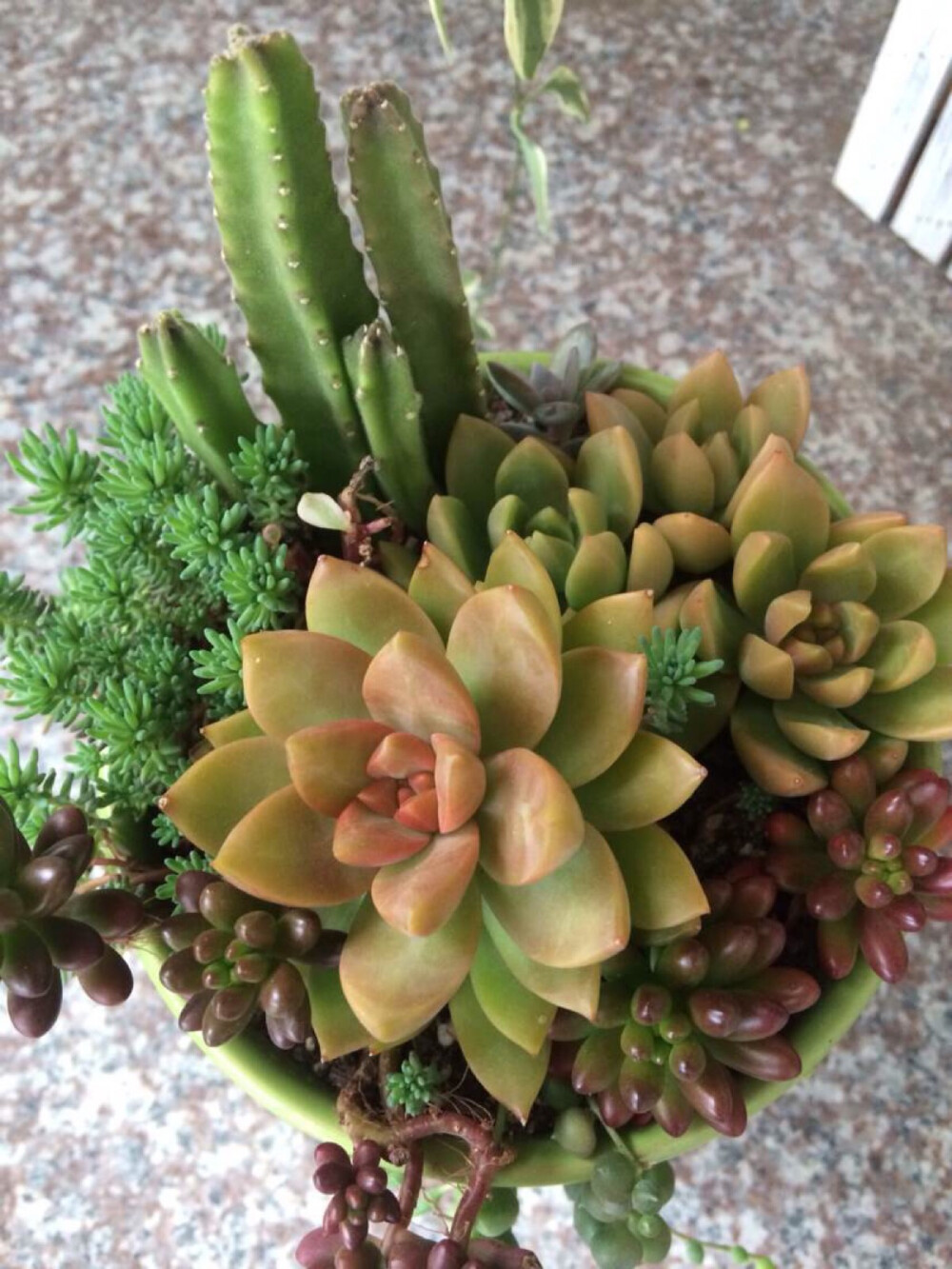 多肉！萌萌哒……