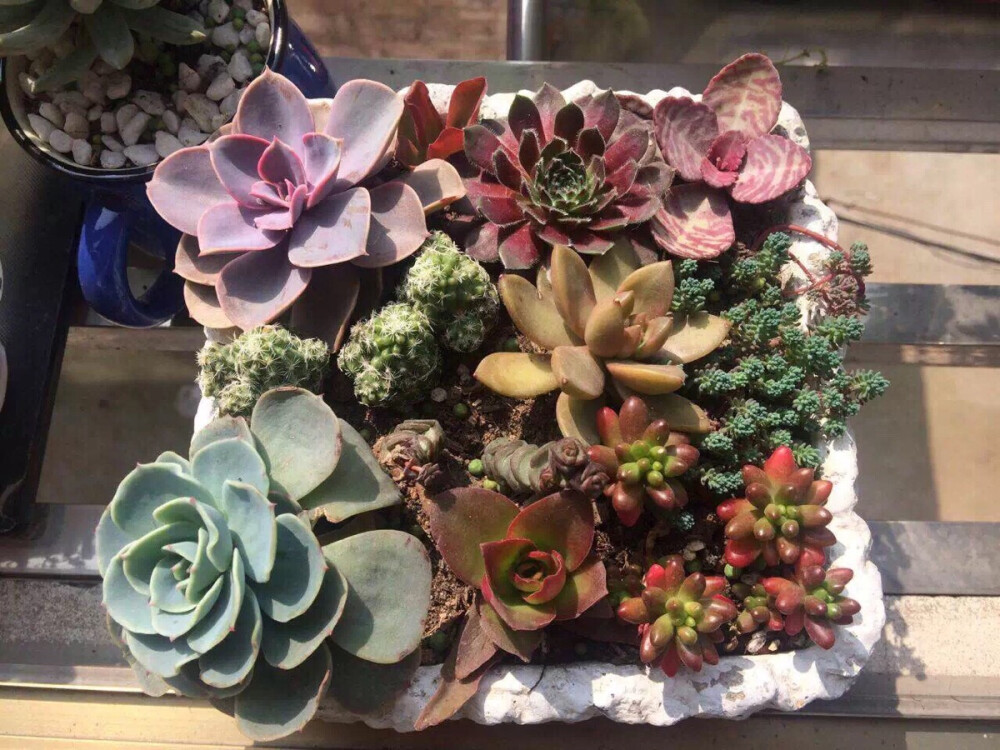 多肉多肉么么么么哒