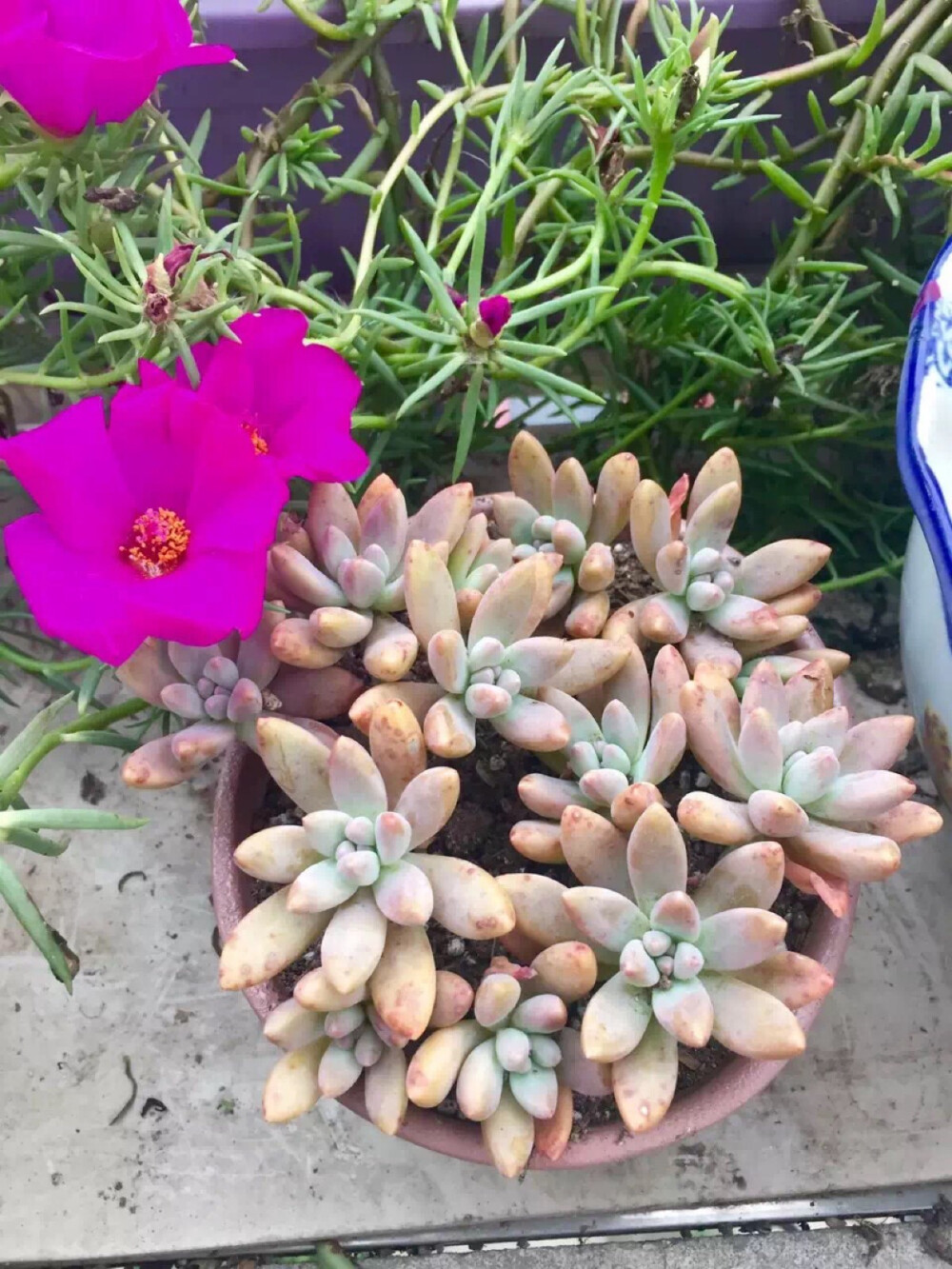 多肉！萌萌哒……