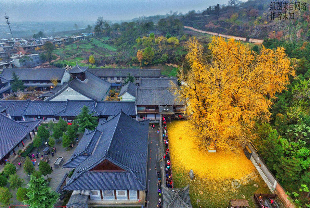 西安终南山千年古刹之一的罗汉洞村观音禅寺内，这棵已有1400多年树龄的银杏落叶铺就了一地黄金地毯