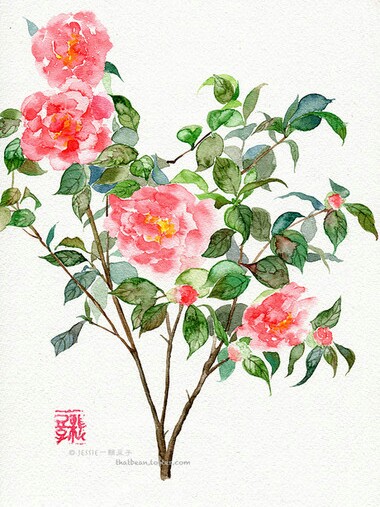 山茶花