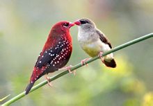 梅花雀（学名：Estrildidae，英文名称：Waxbills）是梅花雀科鸟类的统称，共有28属134种，体型小，嘴圆锥形而常有鲜明的色彩。有些种类羽色极其华丽。