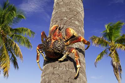 椰子蟹（学名： Birgus latro）是一种寄居蟹，体型硕大，体重最高可达6千克，是现存最大型的陆生节肢动物。椰子蟹的外壳坚硬，有两只强壮有力的巨螯，是爬树高手，尤其善于攀爬笔直的椰子树，因为它们可以用强壮的双…