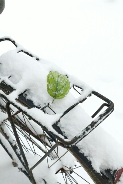 初雪