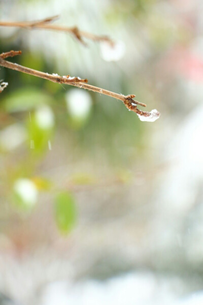 初雪